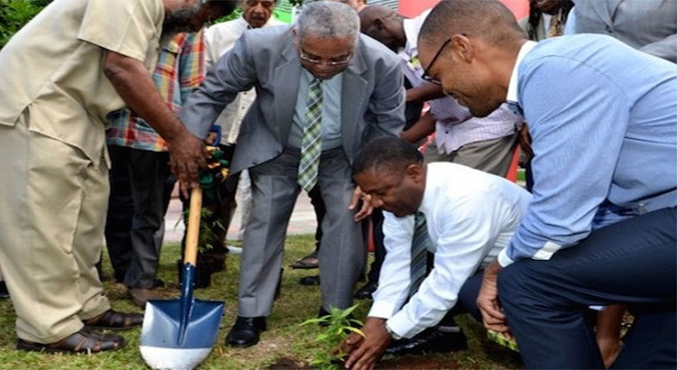 La Jamaïque a planté son premier plant légal de cannabis