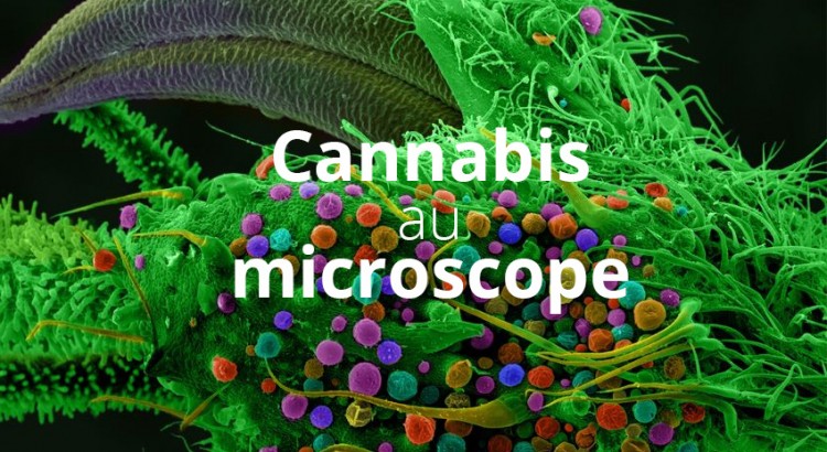 Le cannabis au microscope