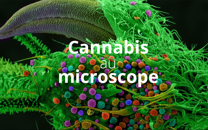 Le cannabis au microscope