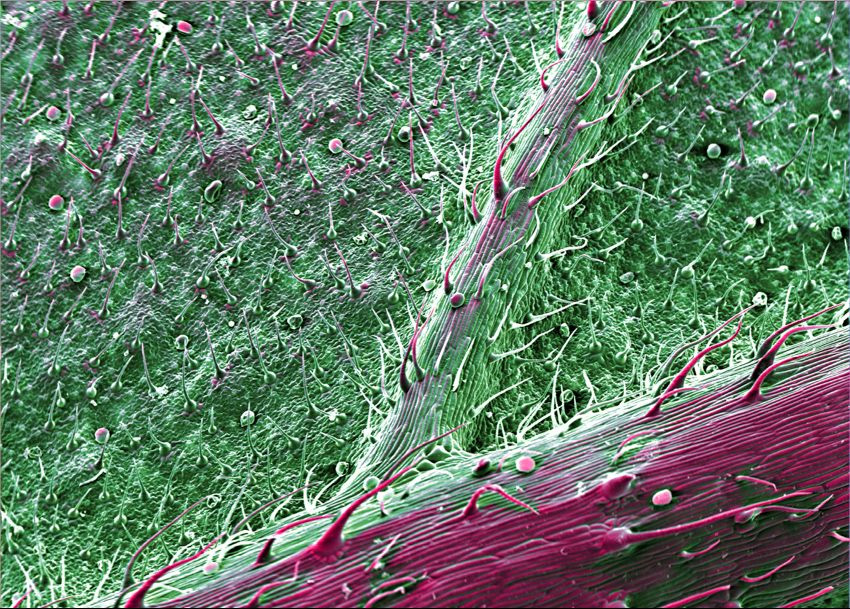 Image colorisée prise au microscope électronique à balayage. On voit la veine principale d'une feuille d'où part une veine secondaire. La largeur réelle de l'image est de 3mm.