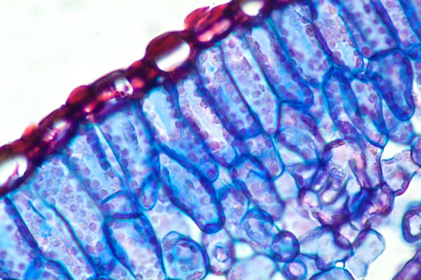 Vue en coupe d'une feuille de romarin, qui a la même structure cellulaire que le cannabis. 0,5mm de large