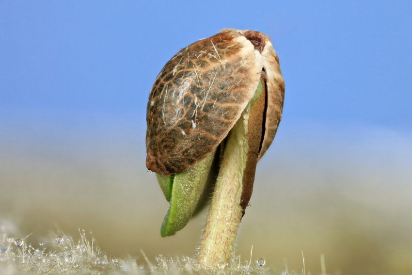 Germe de 5 jours, qui sort de la laine de roche humide.