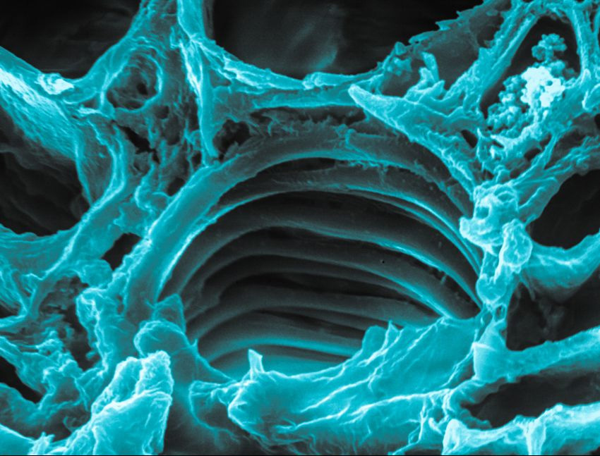 Image de la structure interne d'une tige, appelée "lignine en spirale". Elle sert à transporter l'eau et les nutriments à l'intérieur de la plante.