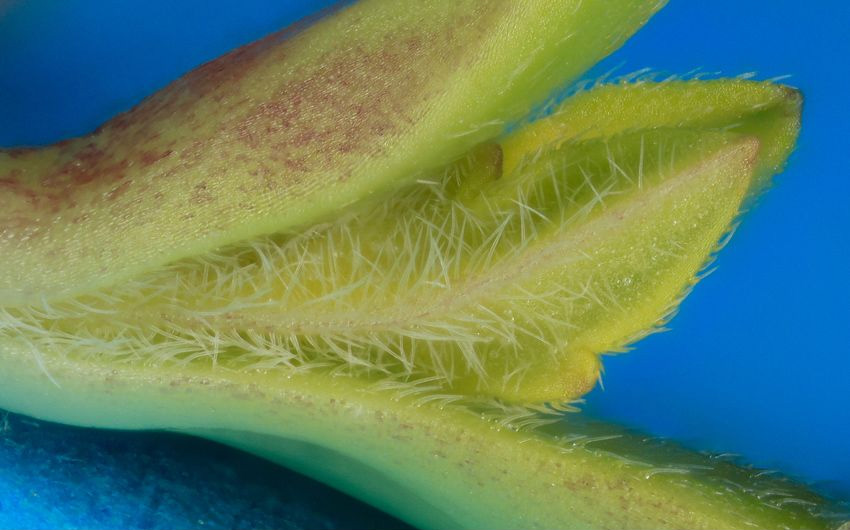 Jeune pousse de 5 jours. On notera la concentration de trichome qui empêche les insectes parasites de manger les nouvelles feuilles.