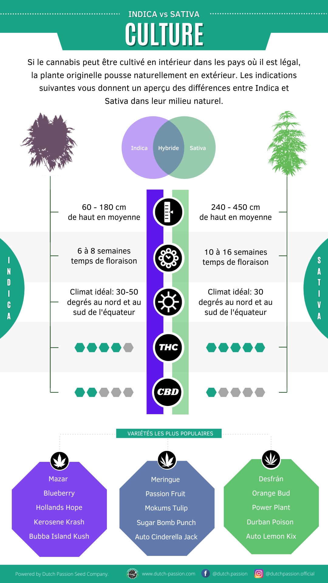 Culture indica et sativa