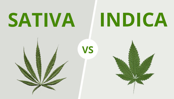Différences entre cannabis sativa et indica