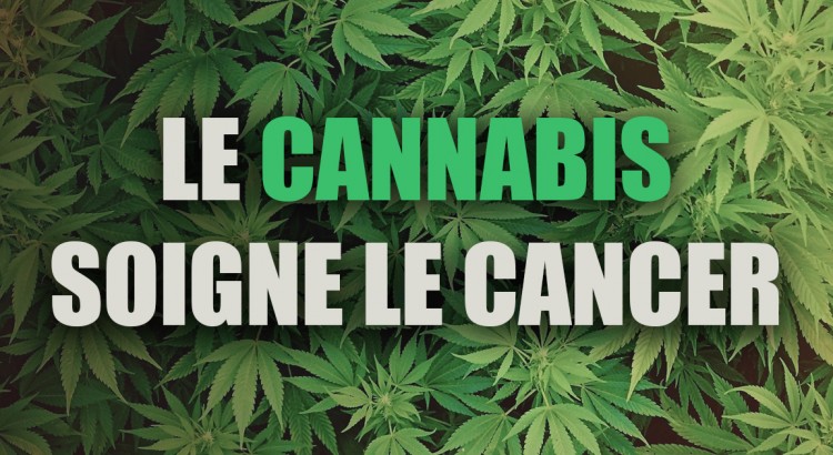 le cannabis soigne le cancer