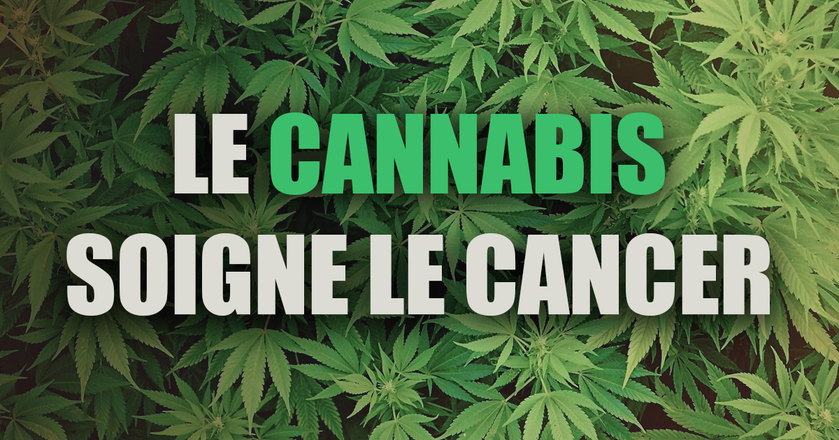 le cannabis soigne le cancer