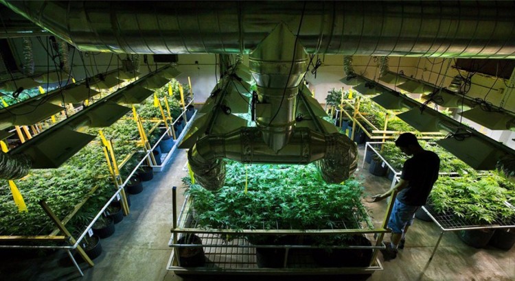 Cours de culture de cannabis au Canada