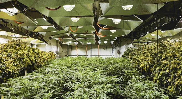 Une ferme de cannabis à Denver