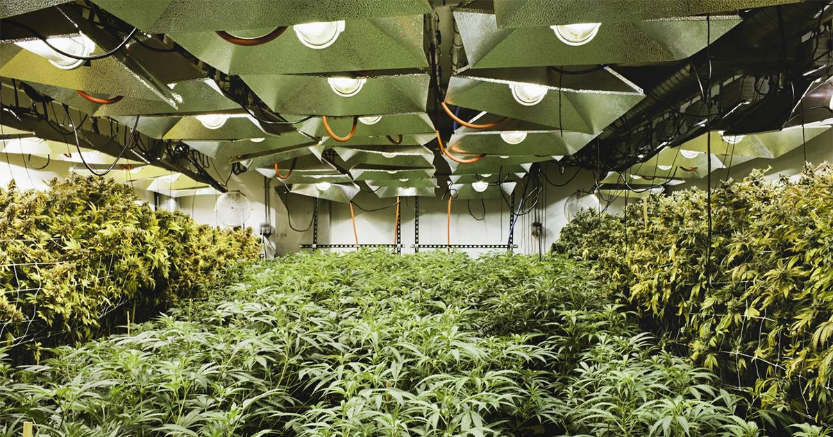 Une ferme de cannabis à Denver