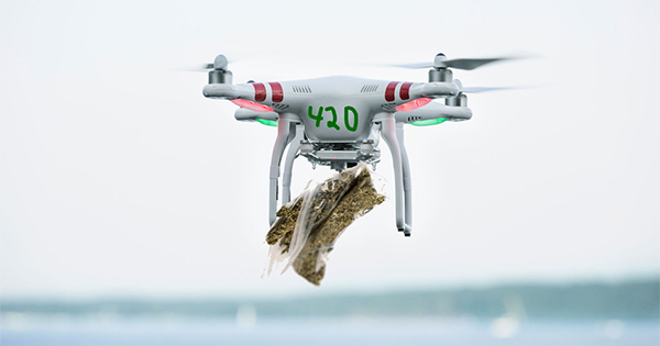 Livraison de cannabis par drone