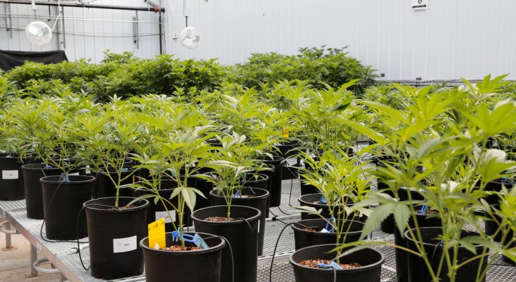 Plantation de cannabis au Colorado