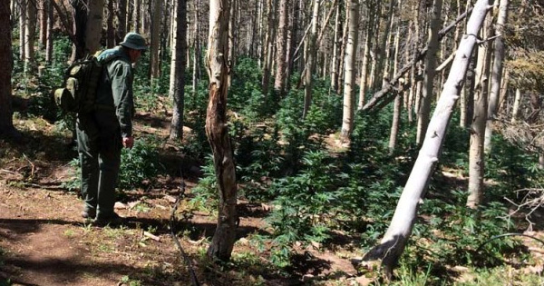 Plantation de marijuana illégale