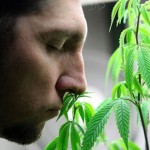 Terpène du cannabis