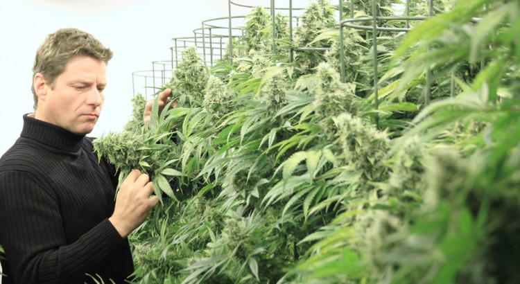 Arjan Roskam, le roi du cannabis