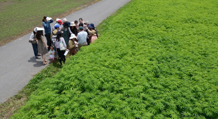 Champ de cannabis au Japon