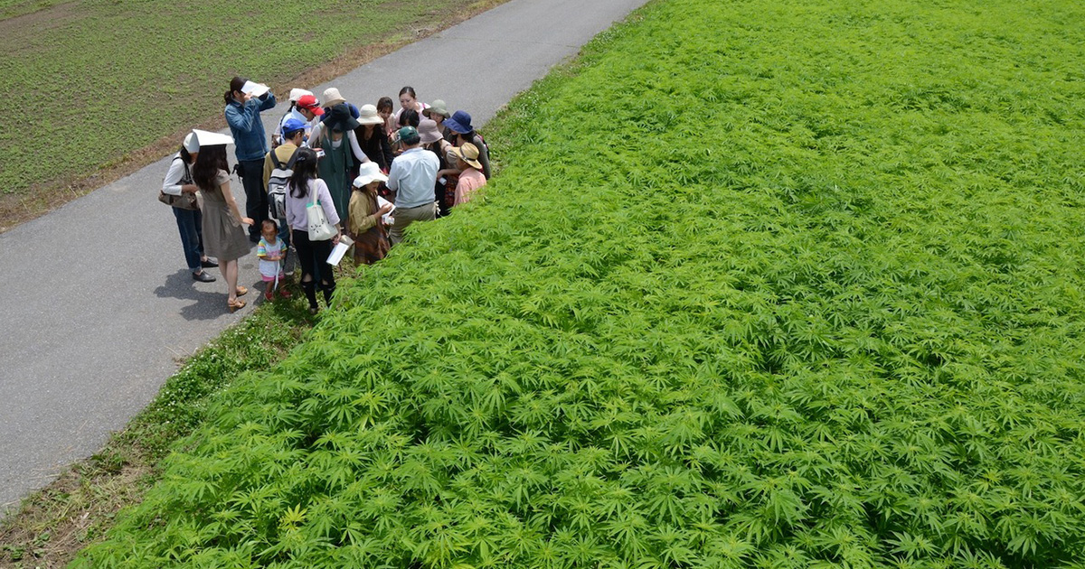 Champ de cannabis au Japon