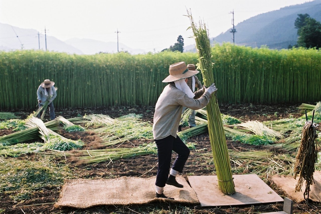 Ferme de cannabis industriel au Japon