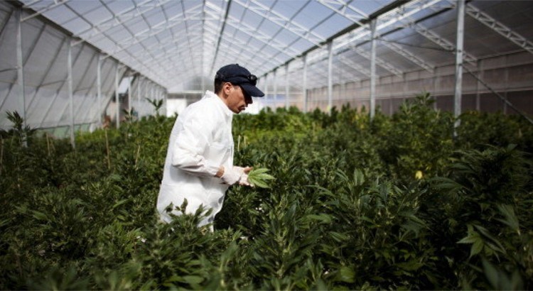 Agence du cannabis en Allemagne