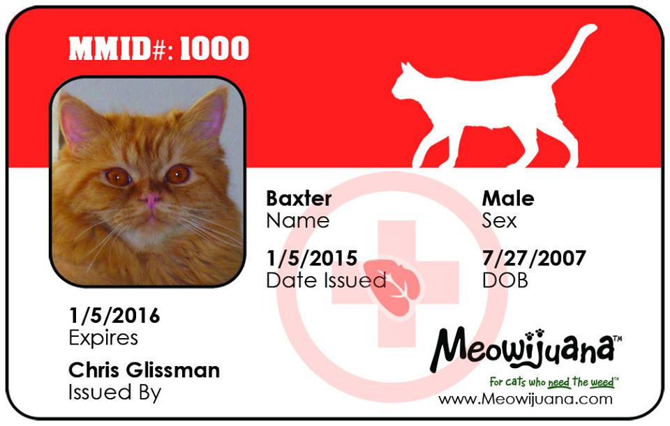 Carte médicale pour chat