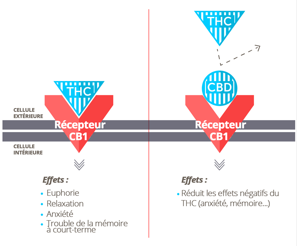 Différences entre THC et CBD