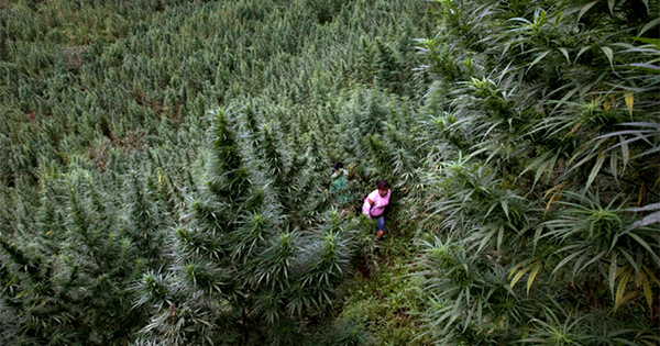 Légalisation du cannabis en Colombie