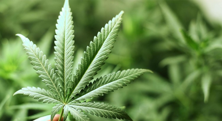 Marketing du cannabis
