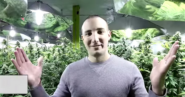 Plantation de cannabis à Montréal