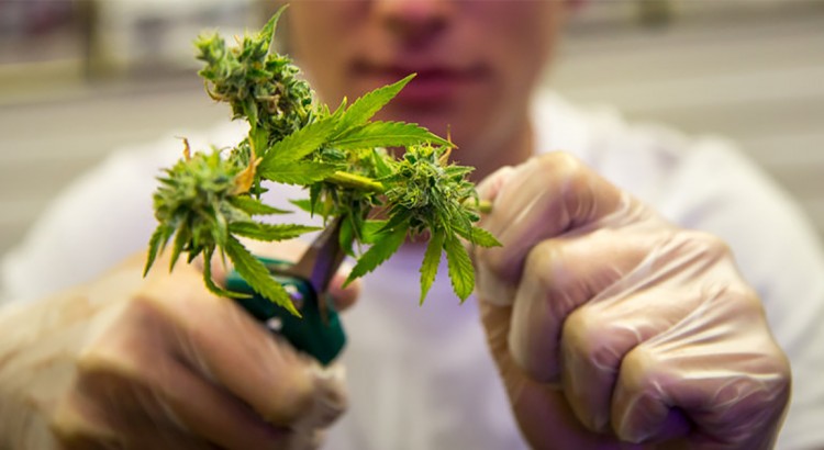 Récolte de cannabis en Californie