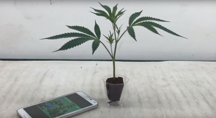 Weed de Snoop Dogg
