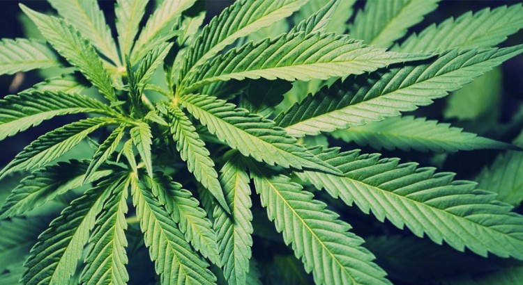 Weed