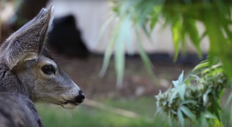 Une biche dans une plantation de cannabis