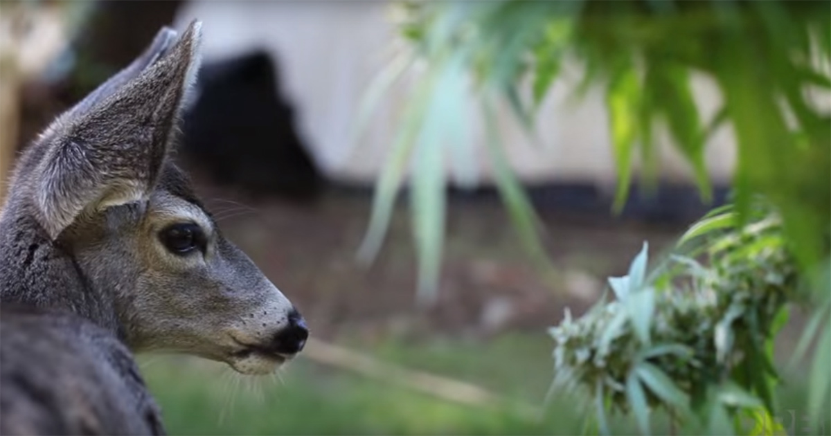 Une biche dans une plantation de cannabis