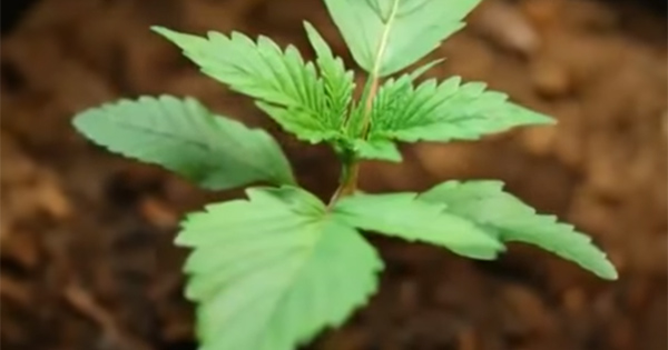 Vidéo de la croissance du cannabis