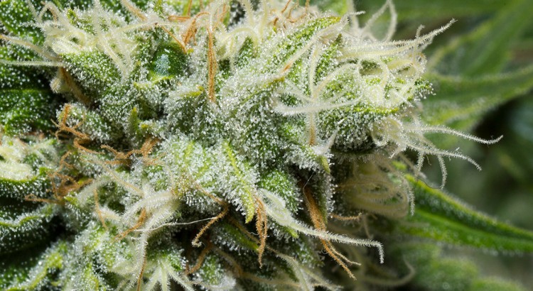 Comment parler du cannabis