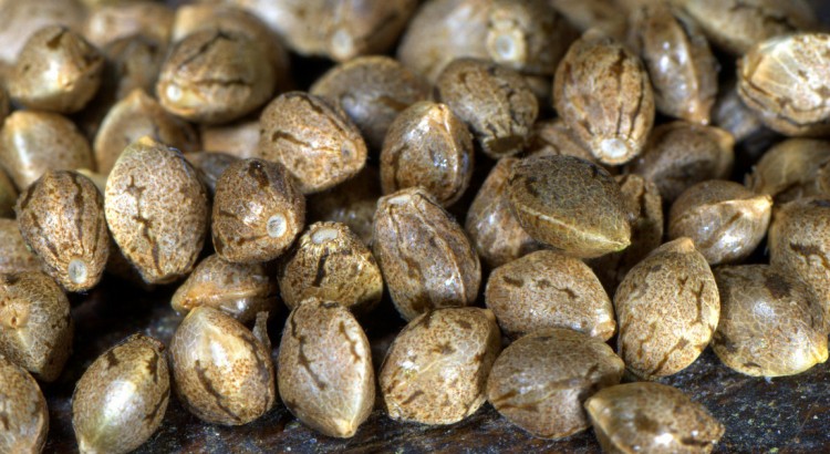 Graines de cannabis auto-florissantes