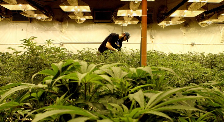 L'industrie du cannabis en 2016