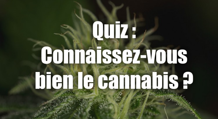 Quiz sur le cannabis