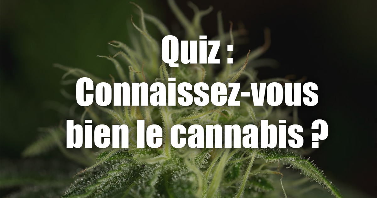 Quiz sur le cannabis