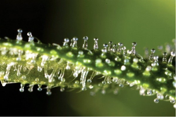 Des trichomes bulbeux