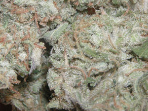 Afghan Kush