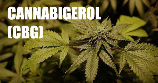 Cannabigerol