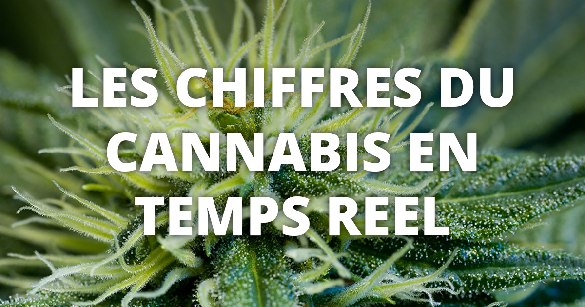 statistiques sur le cannabis