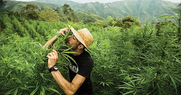 Cannabis landrace