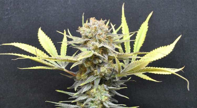 Variétés de cannabis CBD