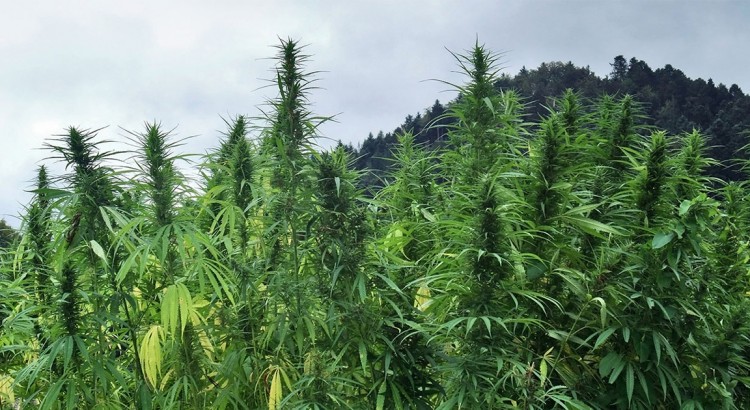 Weed en Jamaïque