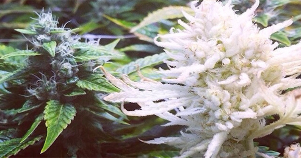 Cannabis albinos