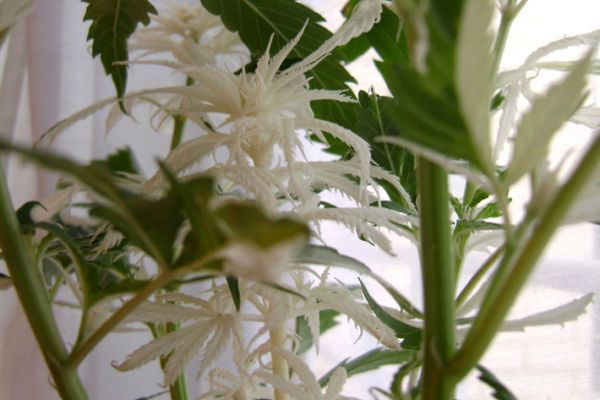 Cannabis blanc