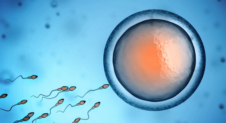 Cannabis et fertilité